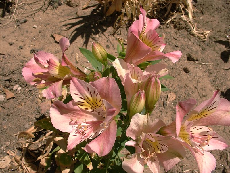 Flowers on the desert