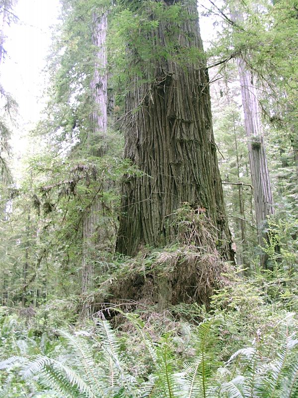 Redwood sequoia