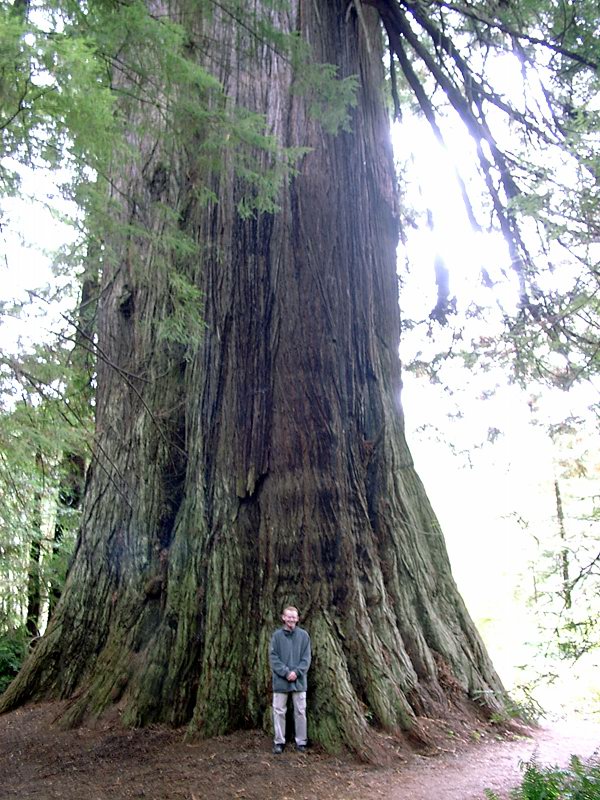 Redwood sequoia